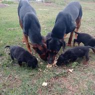 سگ دوبرمن : واگذاری توله دوبرمن اصیل