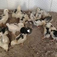 جوجه گلین پنگوئنی قشقایی