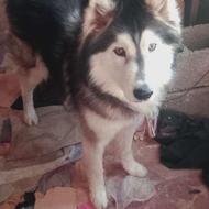 سگ هاسکی واگذار فوری.