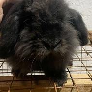 واگذاری خرگوش