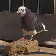 کفتر گمشده دوتا