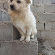 واگذاری پامر نر یک ساله...