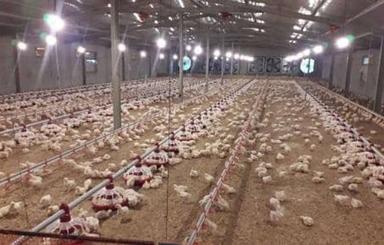 فروش مرغداری درجه یک