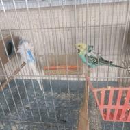 خریدوفروش پردنده