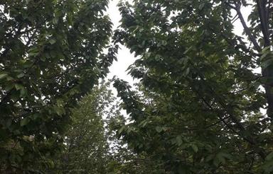 فروش یا تهاترباخودرو و آپارتمان باغ گیلاس 1400 متر درقزوین