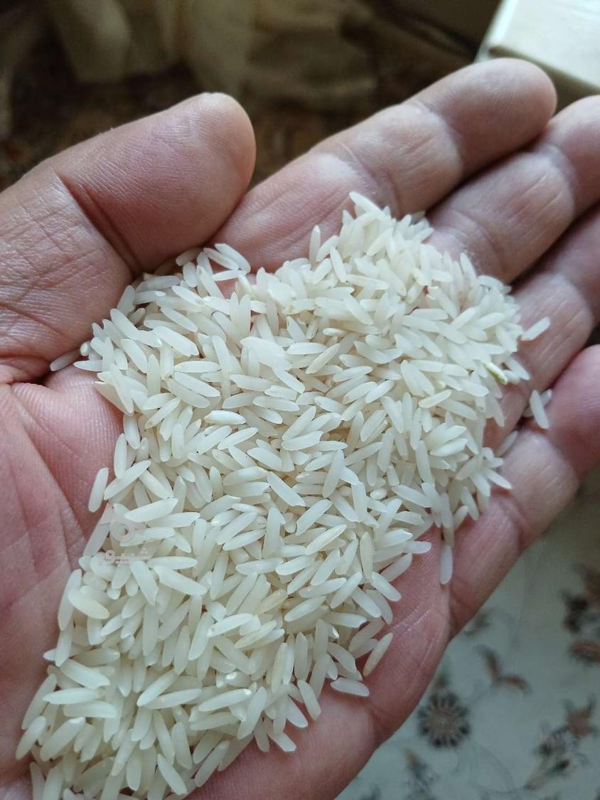 برنج هاشمی 260ت فجر 172و لاشه 173ت