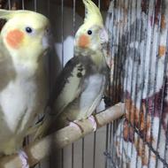 پرورش عروس هلندی همدان