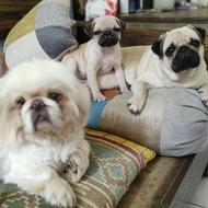 سگ آپارتمانی و نگهبان