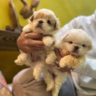 واگذاری سگ آپارتمانی و نگهبان