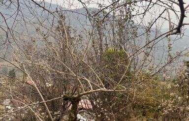 فروش زمین ویودار در لفور