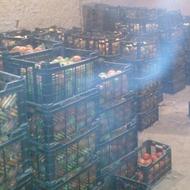 گوجه کال دورنگ مناسب دام