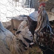 خروس گلین زیبا