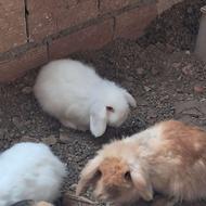 خرگوش لوپ با عالی ترین کیفیت