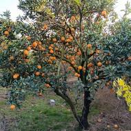 فروش 6 تن پرتقال تامسون بابل بسته‌بندی توری تحویل درب مغازه