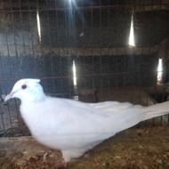 کبوتر چینی نر