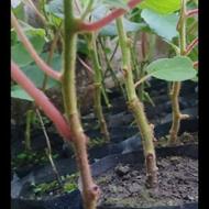 فروش نهال پیوند نشده بزر خیاری