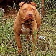 سگ پیت بول آمریکایی واگذاری