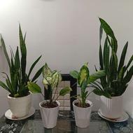 گل آپارتمان