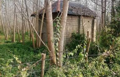 زمین7700متر با صنوبر4ساله در صومعه سرا کسما