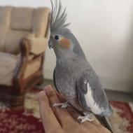 یک جفت عروس هلندی بالغ