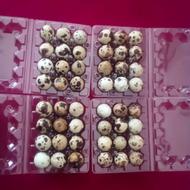 پک های بسته بندی انواع تخم مرغ بلدرچین و