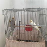 یک جفت عروس هلندی