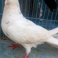 کبوتر گمشده