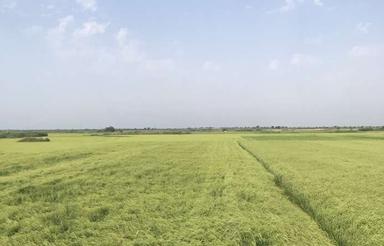 3000متر شالیزار در جاده دریا شهر فرح آباد اطراف آببندان