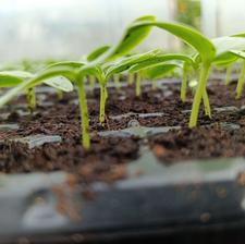 خیار محلی جوییار