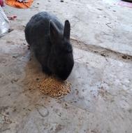 خرگوش نر جوان زیبا وخوشگل