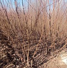 یک قطعه نهالستان