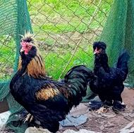 مرغ و خروس نژاد دار