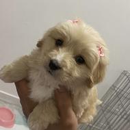 واگذاری سگ مینیاتوری اپارتمانی دو وجب