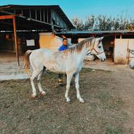 اسب کرد بسیار زیبا و خوش قیمت