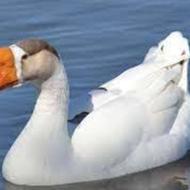 فروش حیوان خانگی قو غاز