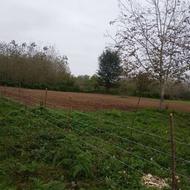 زمین باغات به شرط ساخت