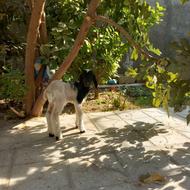 بره شیری ماده شهر کرده