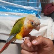 گرین چیک آناناسی رام دستی سخن گو میرقصه قیمت با قفس 5 تومن