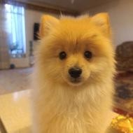 واگذاری سگ پامر روباهی