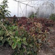 تعدادی گل ازانواع فیکوس گلدان زده ومادر