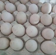 تخم اردک محلی ارگانیک و مقوی و دوزرده