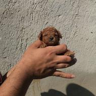 تاینی پودل واگزاری