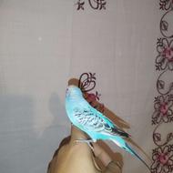 مرغ عشق دستی