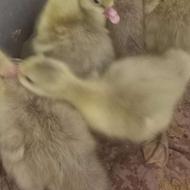 فروش جوجه غاز 7 روزه