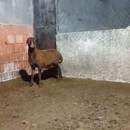 بره قوچ هو وهترو