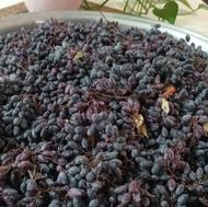 اب زرشک کوهی خالص و بدون نگهدارنده