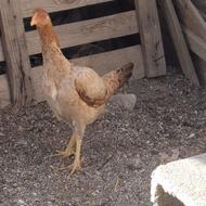 فروش 2عدد مرغ لاری دورگه بفروش می‌رسد فروش به علت جابجای