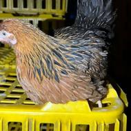 فروش نیمچه مرغ 3 ماه اصلاح تولید