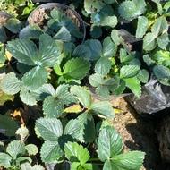 فروش بوته توت فرنگی در دو رقم محلی و سابرینا با کیفیت عالی