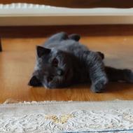 گربه اسکاتیش فولد